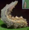 Eupeodes sp.